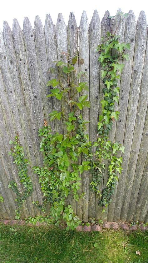 Poison Ivy Vs English Ivy R Whatsthisplant
