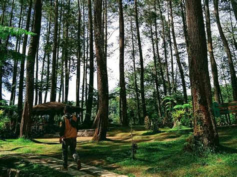 Hutan Pinus Bandung 7 Lokasi Wisata Menyejukkan