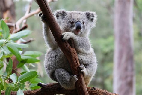 Koala Genome Data Released In Campaign To Protect The Vulnerable