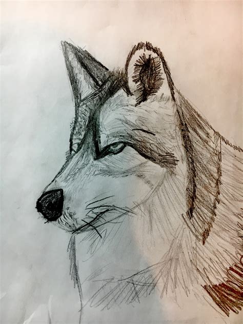Wolf Drawing By Stevenmorales017 On Newgrounds
