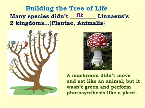 Pdf Building The Tree Of Life Mrdones Weebly Commrdones Weebly