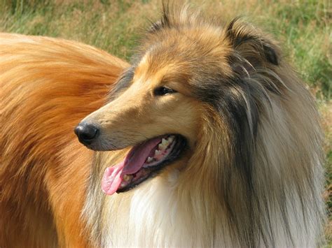 The Collie Dog The Breed Of Lassie Facts About Collies