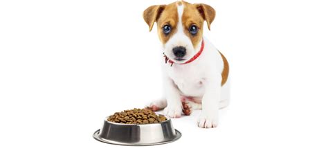 Best Dog Food For Jack Russell Review And Buying Guide In 2019