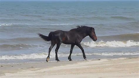 Wild Horses On The Outer Banks Nc Youtube