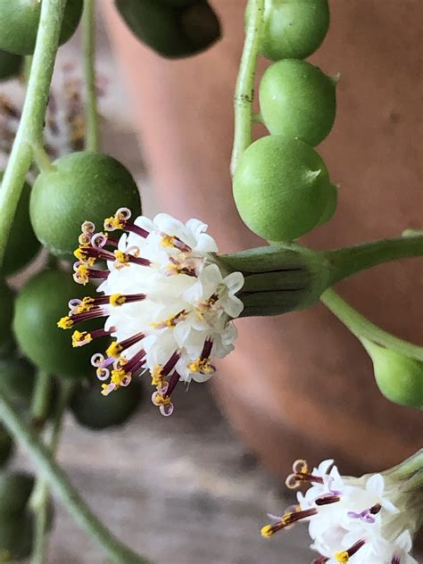 Bloom On A String Of Pearl Rsucculents