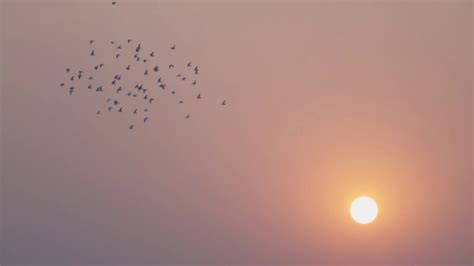 Birds Flying During Sunrise Stock Video Footage Storyblocks