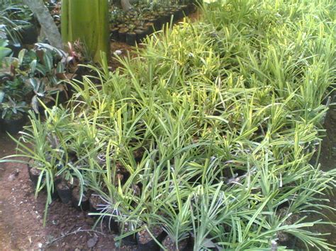 Jenis tanaman hias daun terlengkap untuk indoor dan outdoor. jual pohon pandan kuning | HABIBAN TAMAN DAN LANDSCAPE