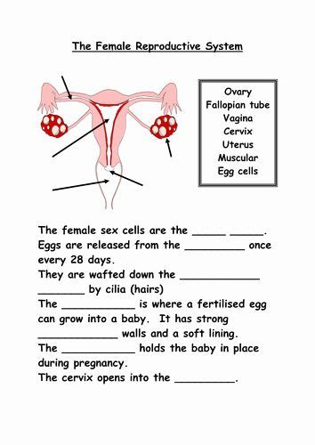 (iii) the human female reproductive system where zygote is implanted is uterus. 50 the Female Reproductive System Worksheet in 2020 (With images) | Female reproductive system ...