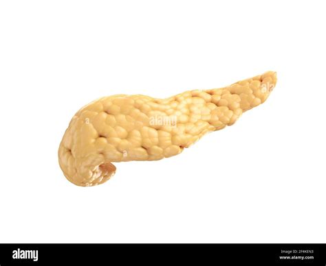 Anatomically Accurate Pancreas Hi Res Stock Photography And Images Alamy