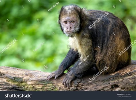 Golden Bellied Capuchin Sapajus Xanthosternos Stock Photo 2018878871