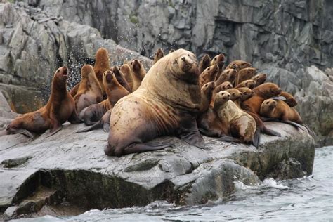 Steller Sea Lion Los Padres Forestwatch