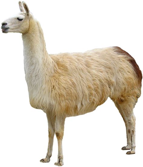 Download Llama Animales Animal Dibujos De Llama Png Image With No