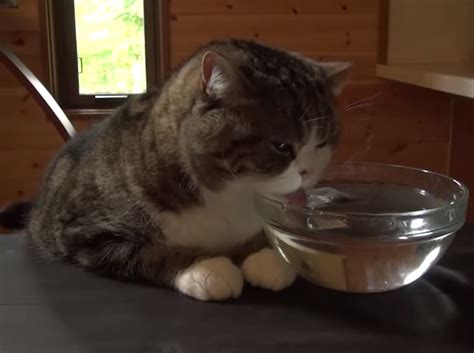 Check spelling or type a new query. BREAKING: Cat Cafe Coming To San Francisco: SFist