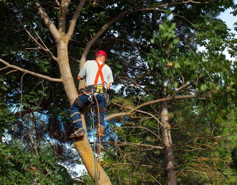 Professional Tree Services Franks Lawn And Tree Service