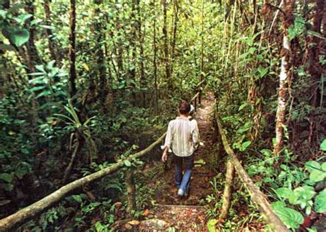 Parque Nacional De Podocarpus Geografía Del Ecuador Enciclopedia
