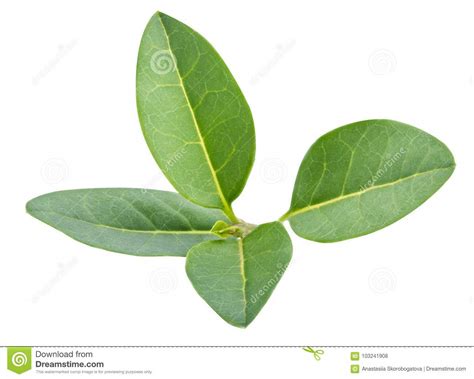 Boxwood Kushch Leaf Isolated With Clipping Path Stock Photo - Image of nature, herb: 103241908