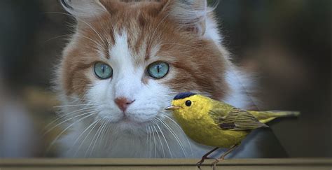 Take The Challenge Keep Cats Safe And Save Bird Lives Cats And Birds