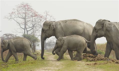 Asian Elephants Photos Wwf