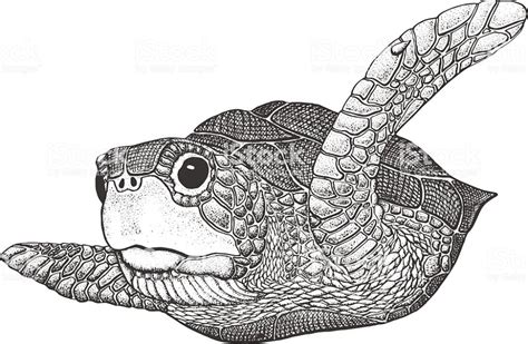 Sea Turtle Classic Drawn Ink Illustration Isolated On White Ink