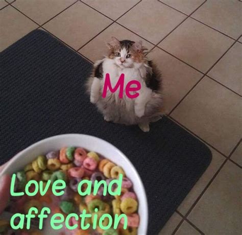 Love And Affection Meme Cat