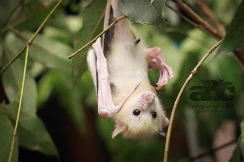 This Rare White Flying Fox Is The Cutest Thing Youll See All Week