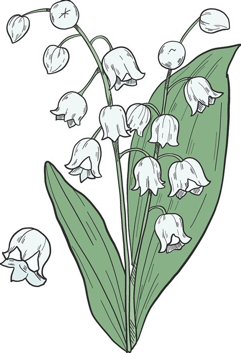 Lily Of The Valley Png โปร่งใส Png All