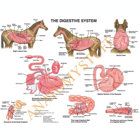 Equine Digestive System Laminated Chart Poster Horse Anatomy Large