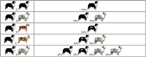 Australian Shepherd Color Genetics Chart For Breeding A Pure Tri Never Breed A Merle With