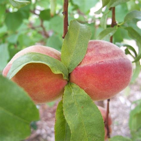 Zone 6b is an excellent zone to grow a number of fruit trees. 17 Best images about Our Fruit Trees on Pinterest | Trees ...