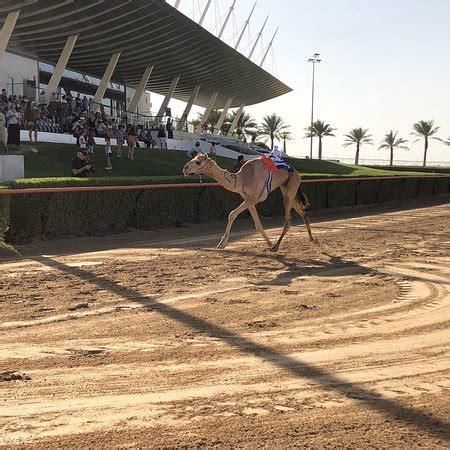 The dubai camel racing club, a wonderful and exciting experience is located along the al ain road, in al marmoom dubai. Dubai Camel Racing Club - All You Need to Know Before You ...