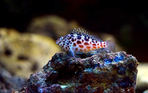 Pixy Red Spotted Hawkfish Cirrhitichthys Oxycephalus Stock Photo