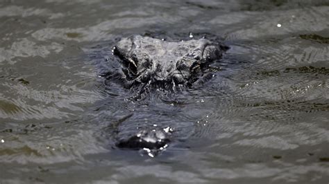 South Carolina Authorities Hunt For Alligator After Man Found Dead With