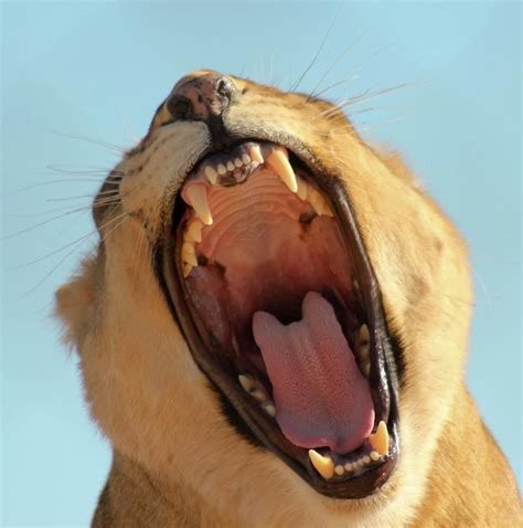 A Portrait Of An African Lion Female Roaring Photograph By Derrick