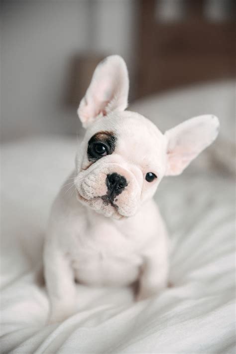 45 French Bulldog Pictures Puppies Pic Bleumoonproductions
