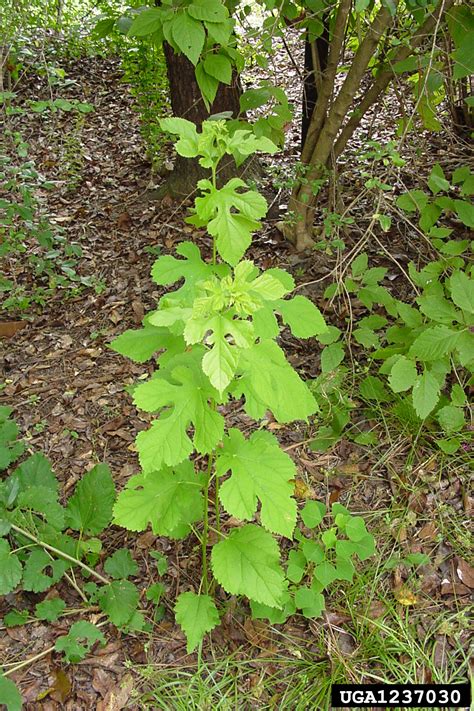 The mulberry tree is a small to medium sized deciduous tree or large shrub. white mulberry: Morus alba (Urticales: Moraceae)