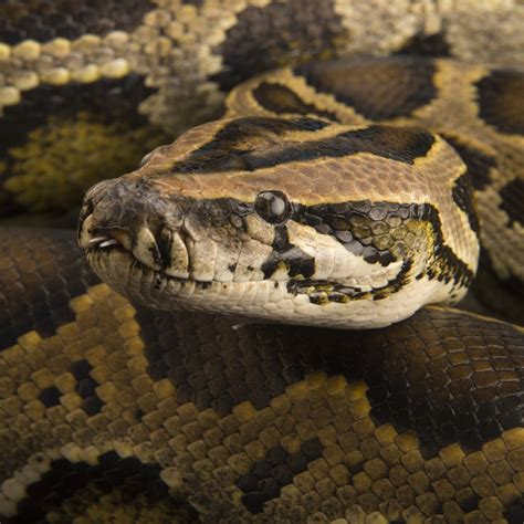 Burmese Python | National Geographic