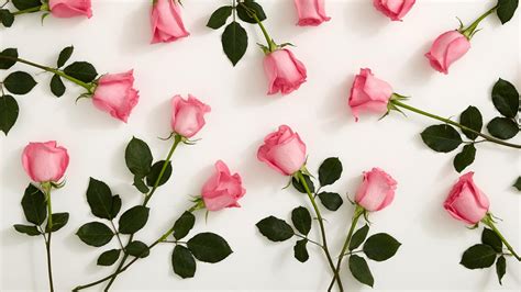 Pink Roses With White Background Hd Pink Wallpapers Hd