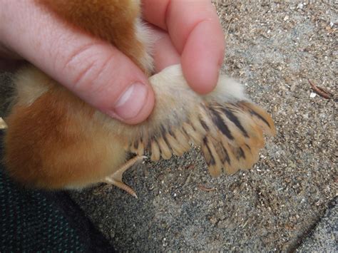 is anyone good at wing sexing backyard chickens learn how to raise chickens