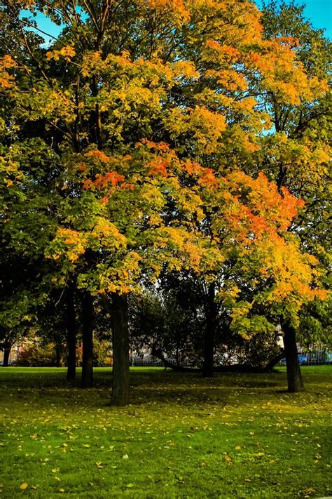 Autumn In The Park Tree With Yellowing Leaves Stock Photo Image Of
