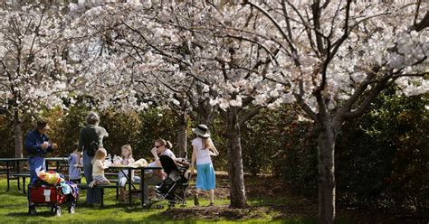 Now Is The Time To See Cherry Blossoms At The Dallas Arboretum