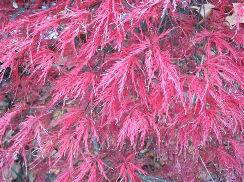 Acer Palmatum Ever Red Japanese Maple Lewis Ginter Botanical