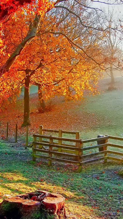 Beautiful Autumn Painting Sunlight On The Field Wallpaper Download