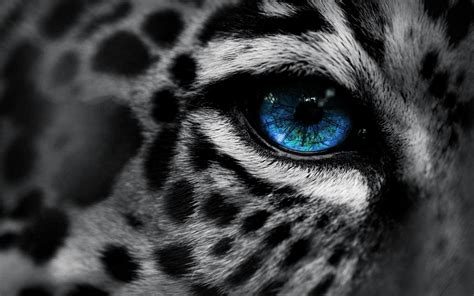 665 Leopard Hd Wallpapers Backgrounds Wallpaper Abyss