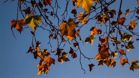 Leaves Maple Branches Tree 4k Hd Wallpaper