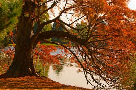 Autumn Autumnal Leaves Free Photo On Pixabay Pixabay