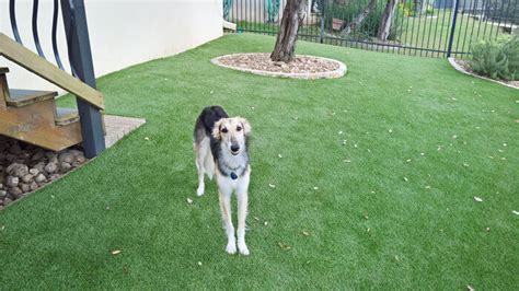 4 Things To Consider Before Installing Artificial Turf For Pets We