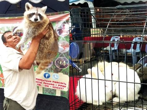 Majlis keselamatan negara (mkn) telah memutuskan untuk menghadkan aktiviti ziarah pada hari raya aidilfitri, pesta kaamatan dan hari gawai untuk hari. Gambar Aktiviti Pertanian Pada Hari Ini