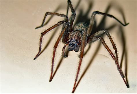 Want to discover art related to winkelspinne? Große Winkelspinne