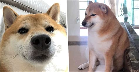 Learn more about doge | shiba inu. Meet Balltze The Original Cheems Dog And Star Of Your Favourite Memes - UNILAD
