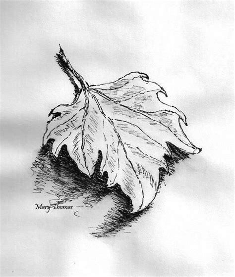 Ink Drawing Leaves